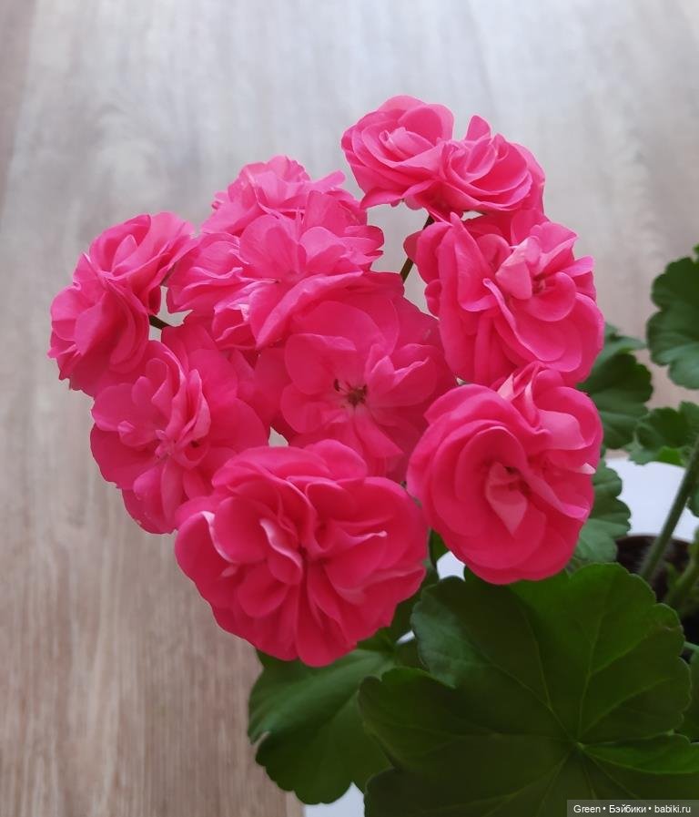 Удивительный мир комнатных растений (фото 4)