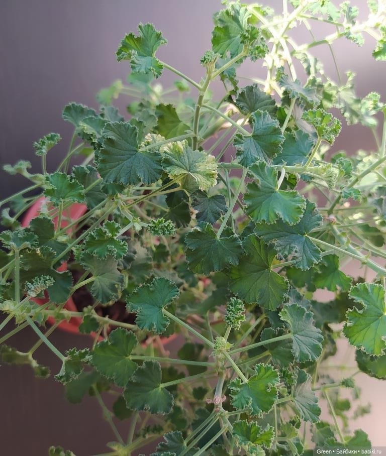 Удивительный мир комнатных растений (фото 6)