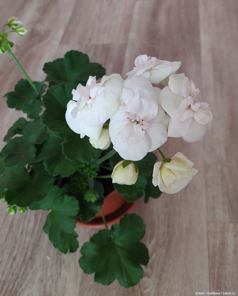 Удивительный мир комнатных растений (фото 3)