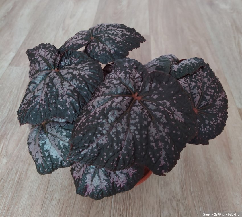 Удивительный мир комнатных растений (фото 9)