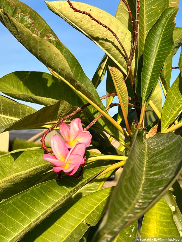 Воскресная прогулка. Приключения Сауле, продолжение часть 10