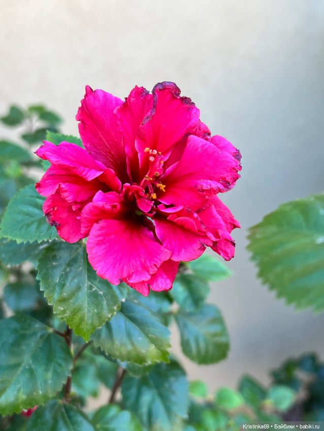 Воскресная прогулка. Приключения Сауле, продолжение часть 10