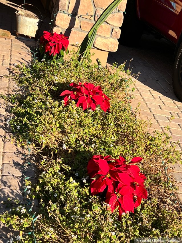 Воскресная прогулка. Приключения Сауле, продолжение часть 10 (фото 4)