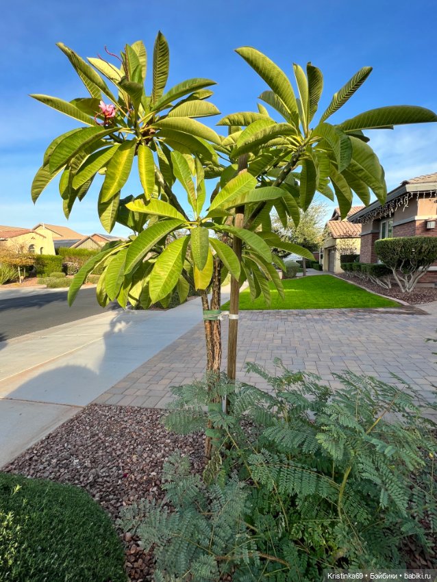 Воскресная прогулка. Приключения Сауле, продолжение часть 10