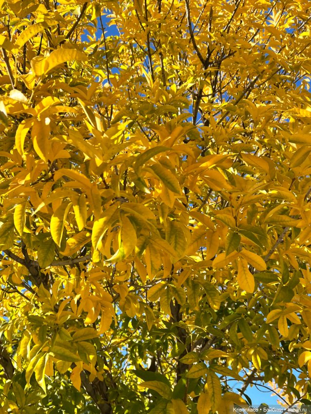 Воскресная прогулка. Приключения Сауле, продолжение часть 10