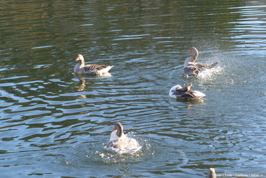 Гуси и куклы Ruby Red — Куклы Ruby Red (Руби Ред) Fashion Friends: Siblies (фото 2)