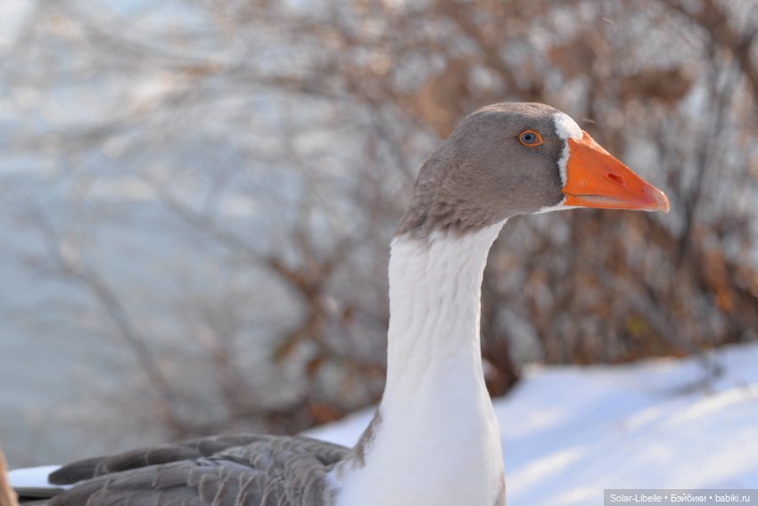 Гуси и куклы Ruby Red — Куклы Ruby Red (Руби Ред) Fashion Friends: Siblies (фото 6)