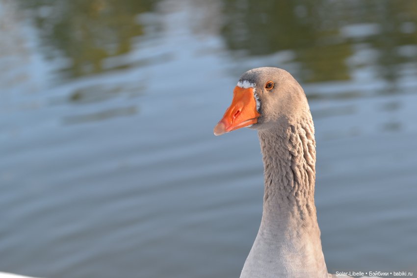 Гуси и куклы Ruby Red — Куклы Ruby Red (Руби Ред) Fashion Friends: Siblies (фото 5)