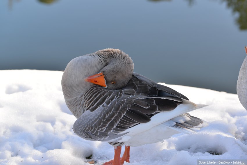 Гуси и куклы Ruby Red — Куклы Ruby Red (Руби Ред) Fashion Friends: Siblies (фото 7)