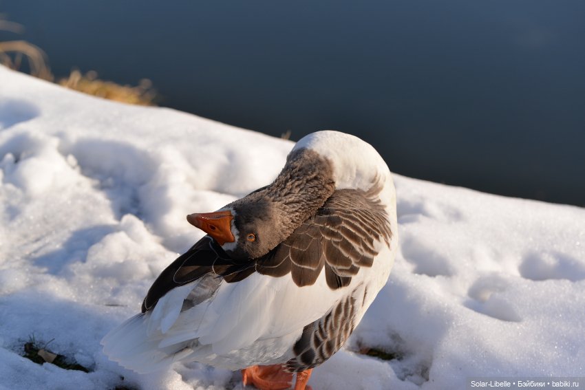 Гуси и куклы Ruby Red — Куклы Ruby Red (Руби Ред) Fashion Friends: Siblies