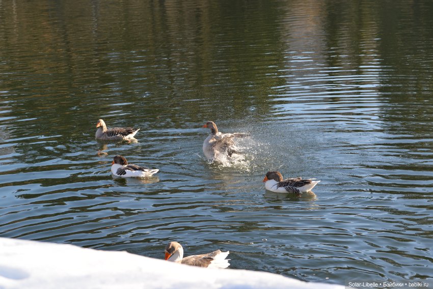 Гуси и куклы Ruby Red — Куклы Ruby Red (Руби Ред) Fashion Friends: Siblies