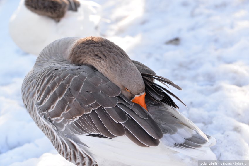 Гуси и куклы Ruby Red — Куклы Ruby Red (Руби Ред) Fashion Friends: Siblies