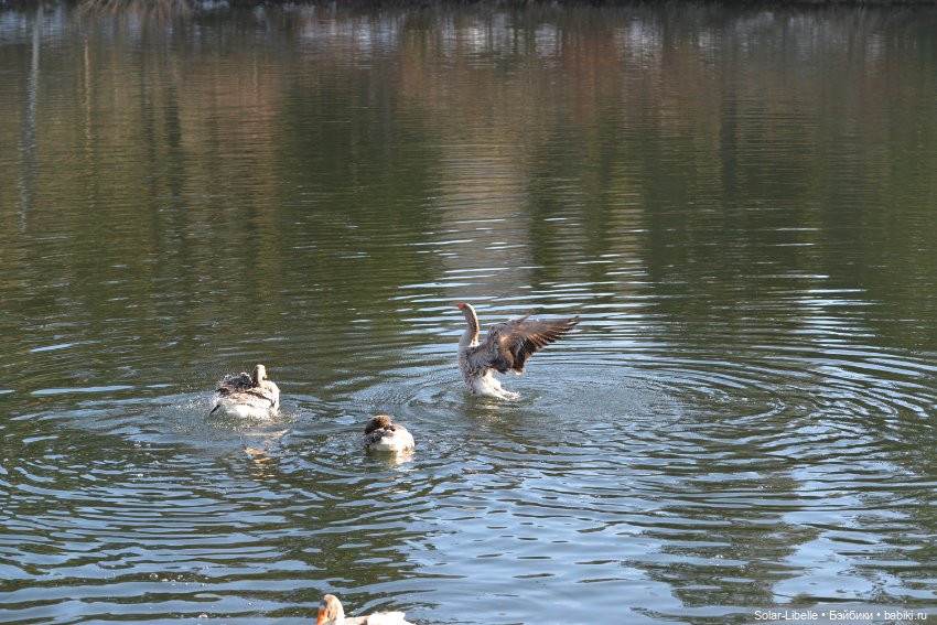 Гуси и куклы Ruby Red — Куклы Ruby Red (Руби Ред) Fashion Friends: Siblies (фото 3)