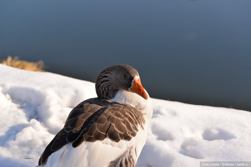 Гуси и куклы Ruby Red — Куклы Ruby Red (Руби Ред) Fashion Friends: Siblies (фото 10)