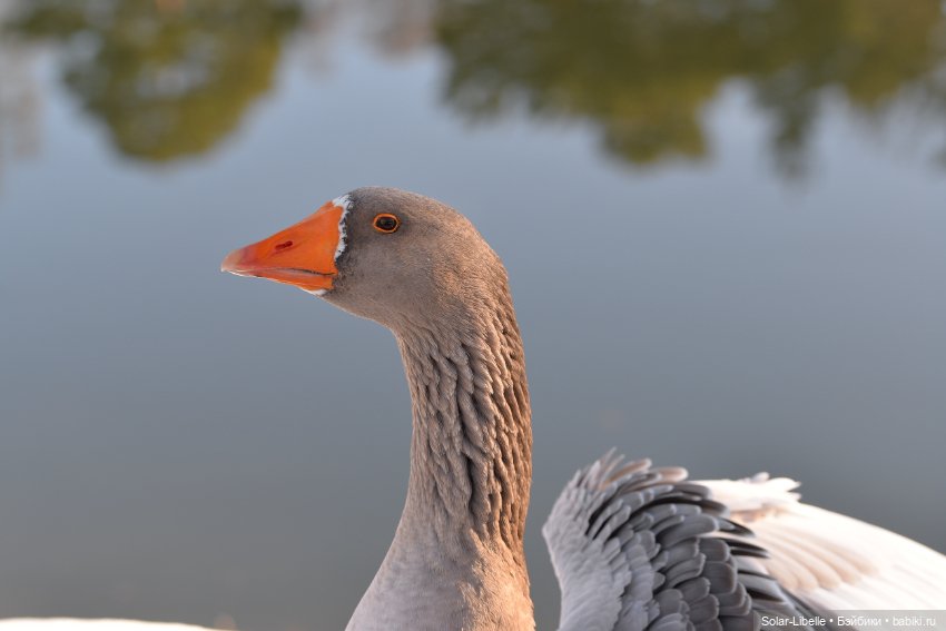 Гуси и куклы Ruby Red — Куклы Ruby Red (Руби Ред) Fashion Friends: Siblies (фото 9)