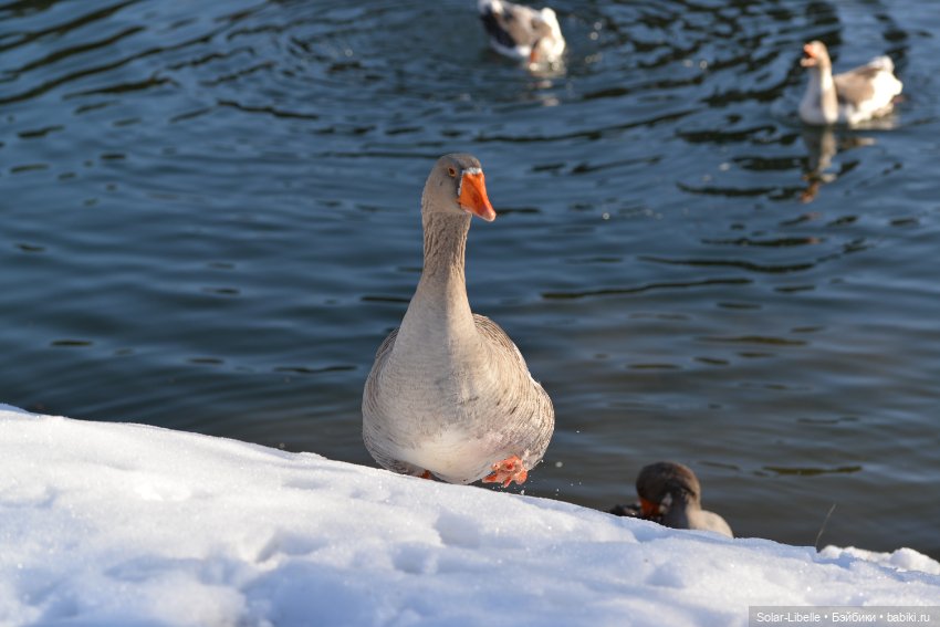 Гуси и куклы Ruby Red — Куклы Ruby Red (Руби Ред) Fashion Friends: Siblies (фото 4)