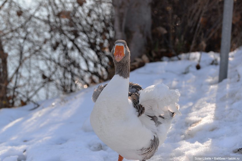 Гуси и куклы Ruby Red — Куклы Ruby Red (Руби Ред) Fashion Friends: Siblies