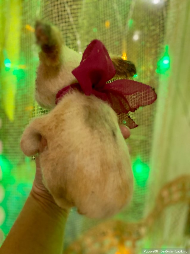 Заинька — Вязаные игрушки и амигуруми: крючком (фото 3)