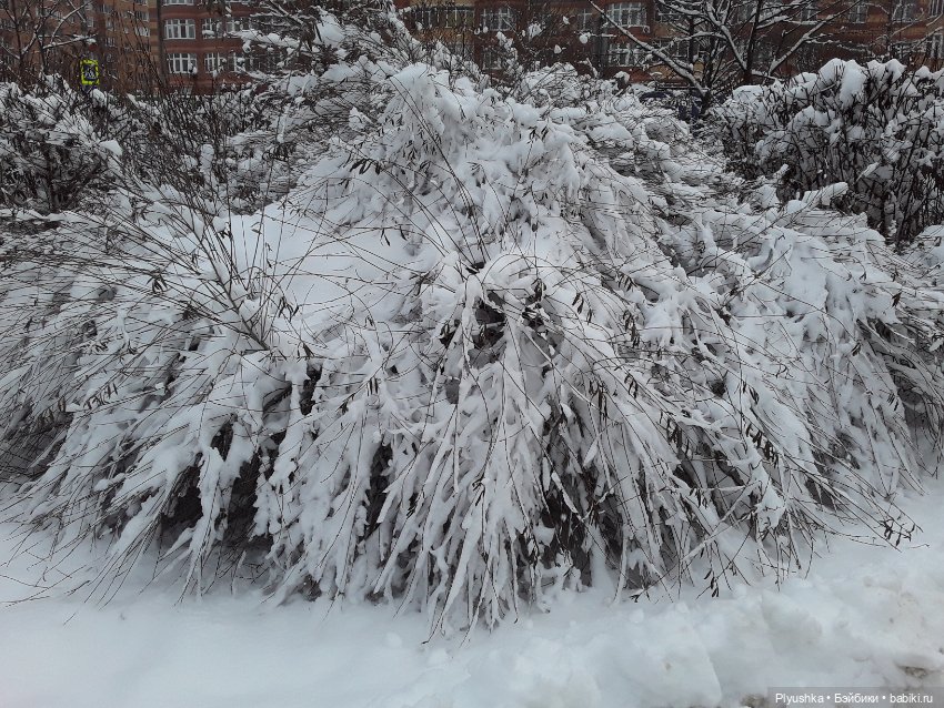 Зима в Подмосковье — Фэшн (фото 5)