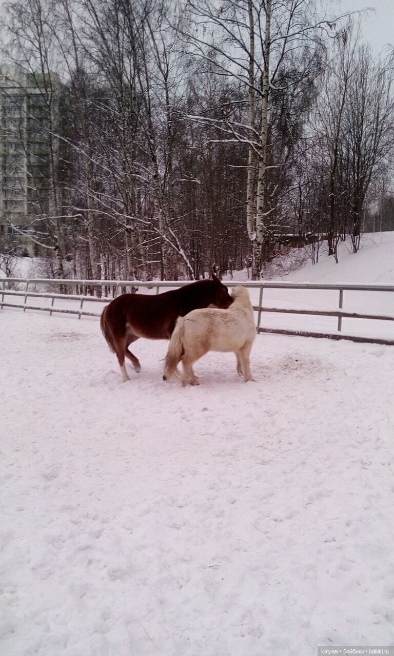 Зимнее солнцестояние (21 декабря) (фото 2)