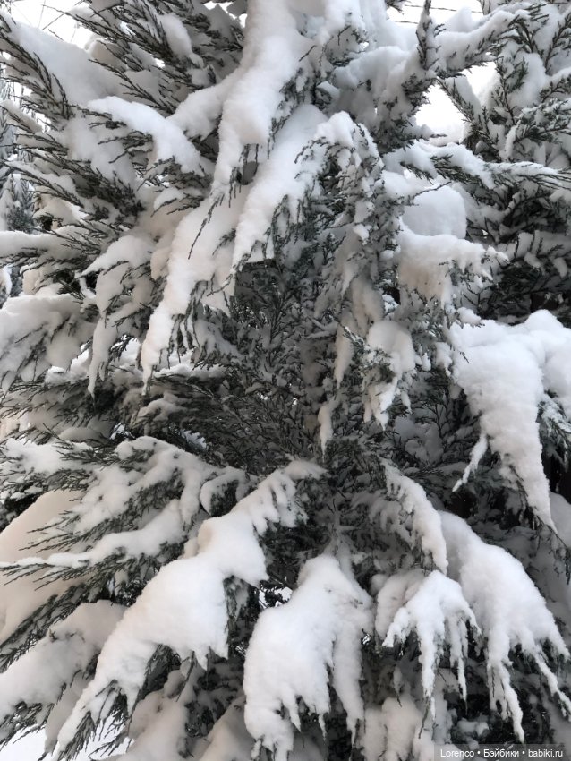 Просто наступила зима. Дворовые пейзажи (фото 9)