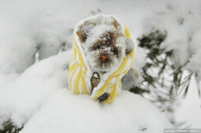 А мы сходили погулять — Авторские мишки Тедди и друзья: фото (фото 9)