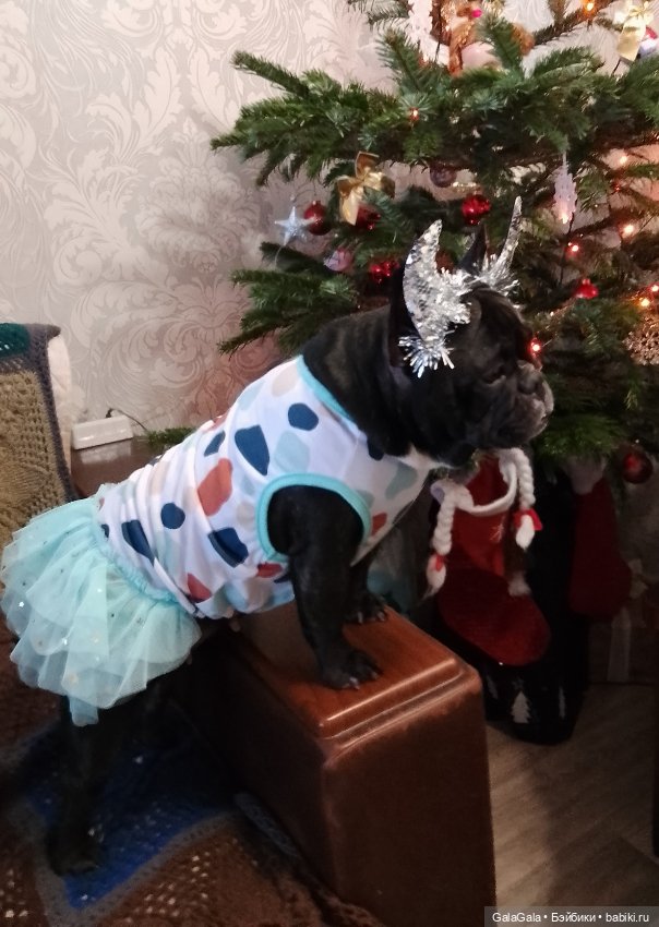 Новогоднее настроение — Куклы Pullip (Пуллип) (фото 2)