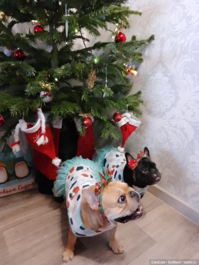 Новогоднее настроение — Куклы Pullip (Пуллип)