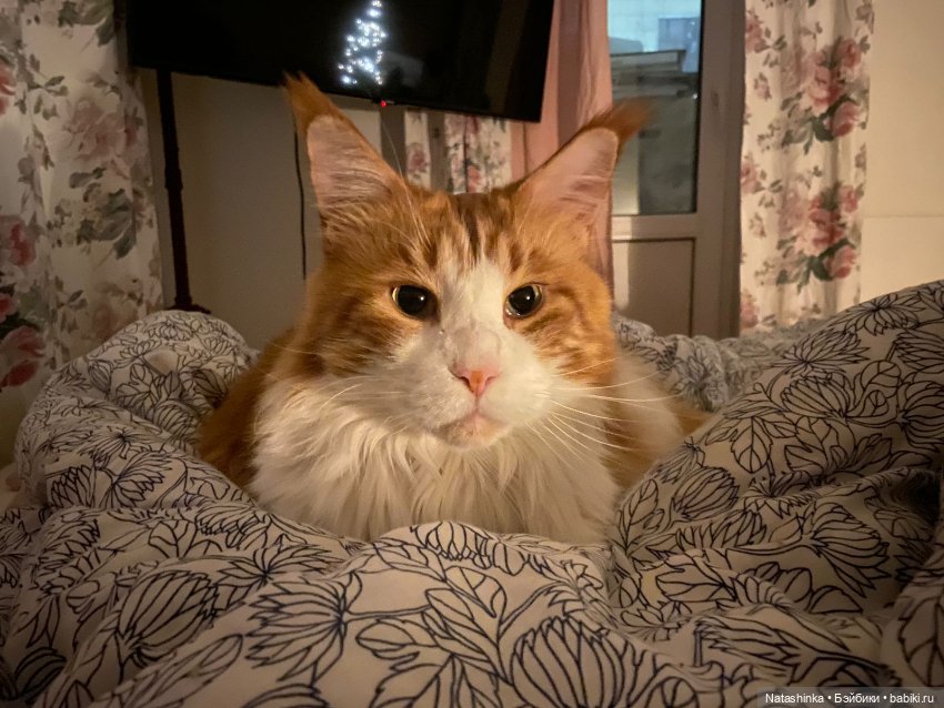 Fashion Dolls 308 — Куклы Звезды подиума (Angel Collection): шарнирные