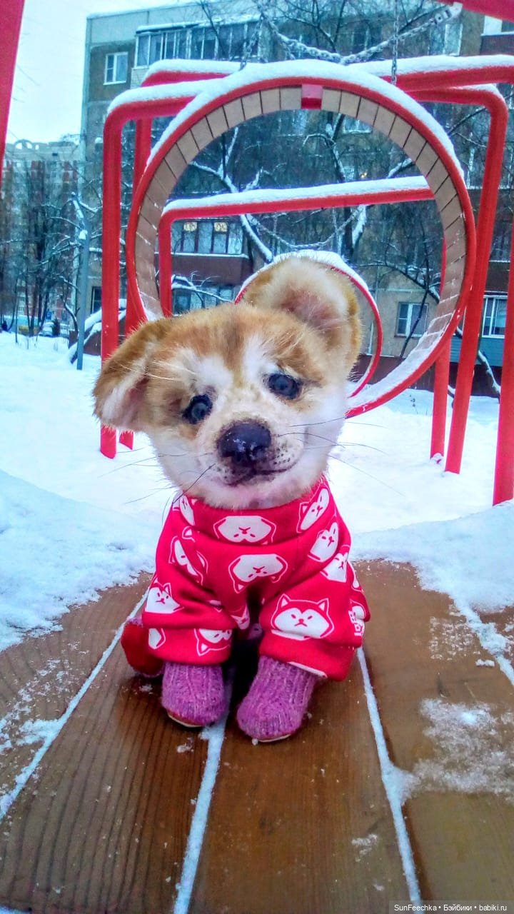 Реалистичная игрушка - щенок акита-ину Доминик (фото 5)