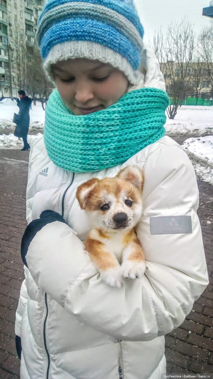 Реалистичная игрушка - щенок акита-ину Доминик (фото 4)