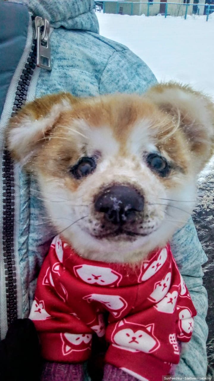 Реалистичная игрушка - щенок акита-ину Доминик