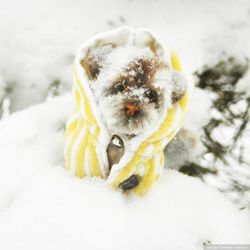 Маленький мокрый носик - ещё фото (фото 3)