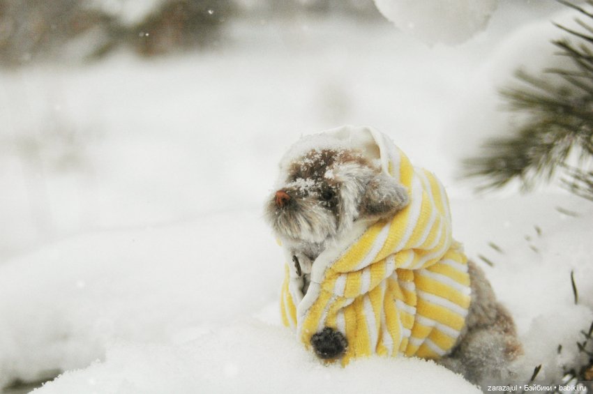 Маленький мокрый носик - ещё фото (фото 2)