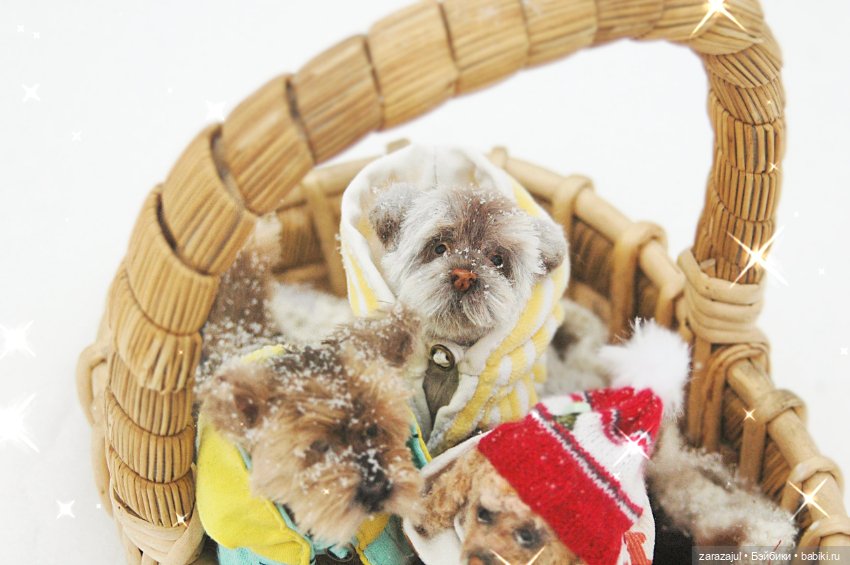 Маленький мокрый носик - ещё фото