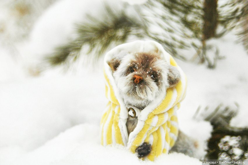 Маленький мокрый носик - ещё фото (фото 4)