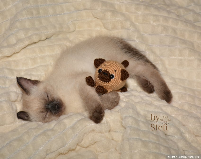 Покажу нашего нового члена семьи. И новую игрушку, конечно. Очередной котофейка связался (фото 9)
