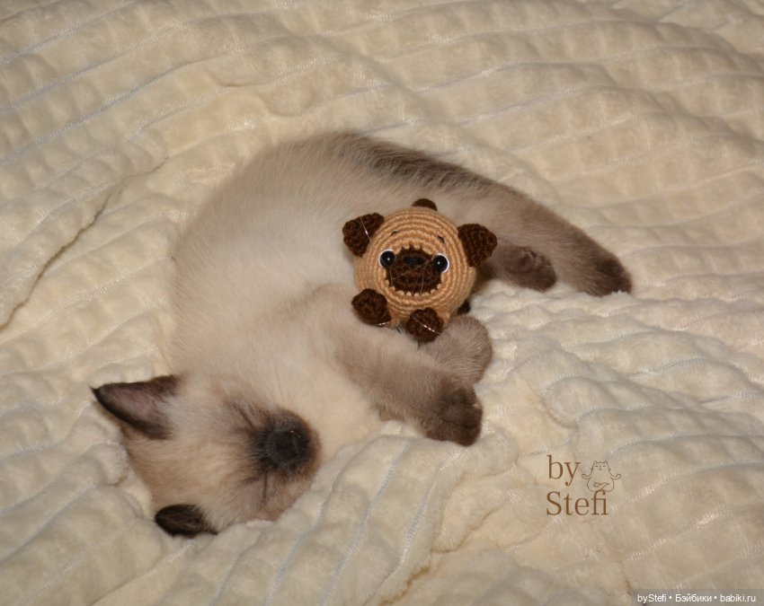 Покажу нашего нового члена семьи. И новую игрушку, конечно. Очередной котофейка связался (фото 8)