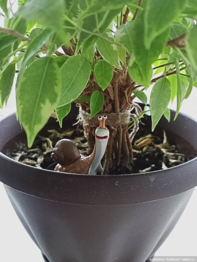 Тимон и Пумба. Или нашествие брюхоногих моллюсков (фото 3)