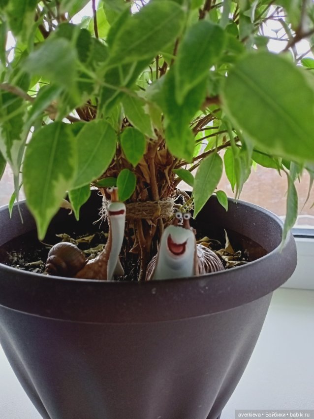 Тимон и Пумба. Или нашествие брюхоногих моллюсков