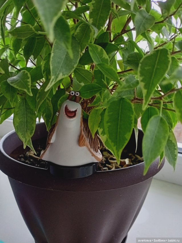 Тимон и Пумба. Или нашествие брюхоногих моллюсков (фото 2)