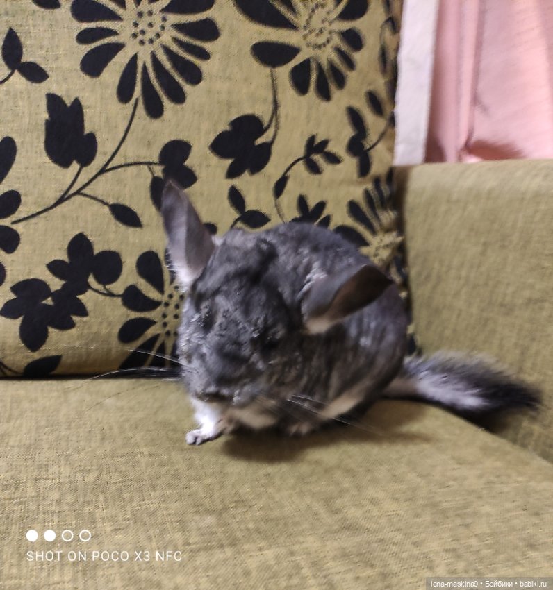 Продолжение поездки Вишеньки ,в город Чехов