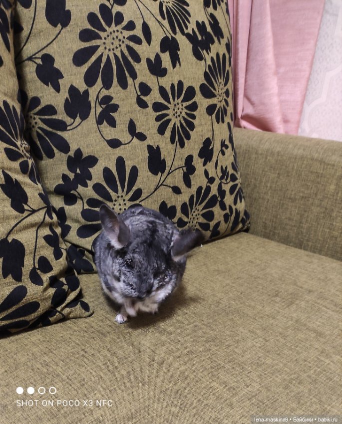 Продолжение поездки Вишеньки ,в город Чехов