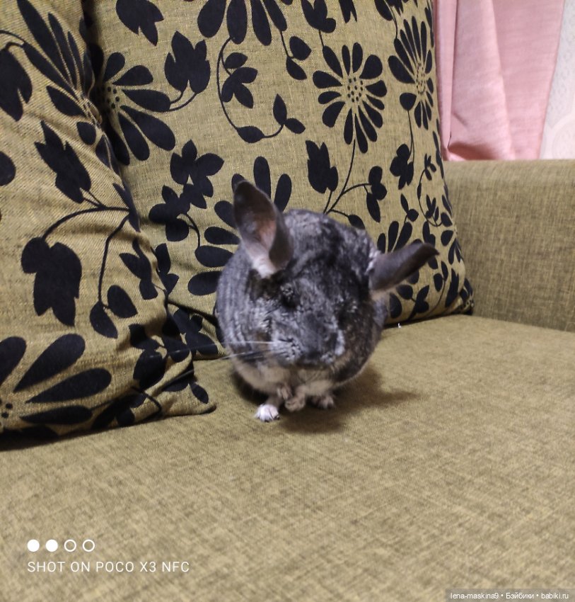 Продолжение поездки Вишеньки ,в город Чехов