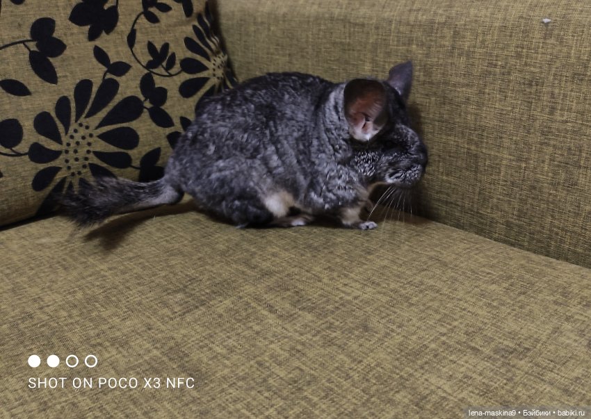 Продолжение поездки Вишеньки ,в город Чехов