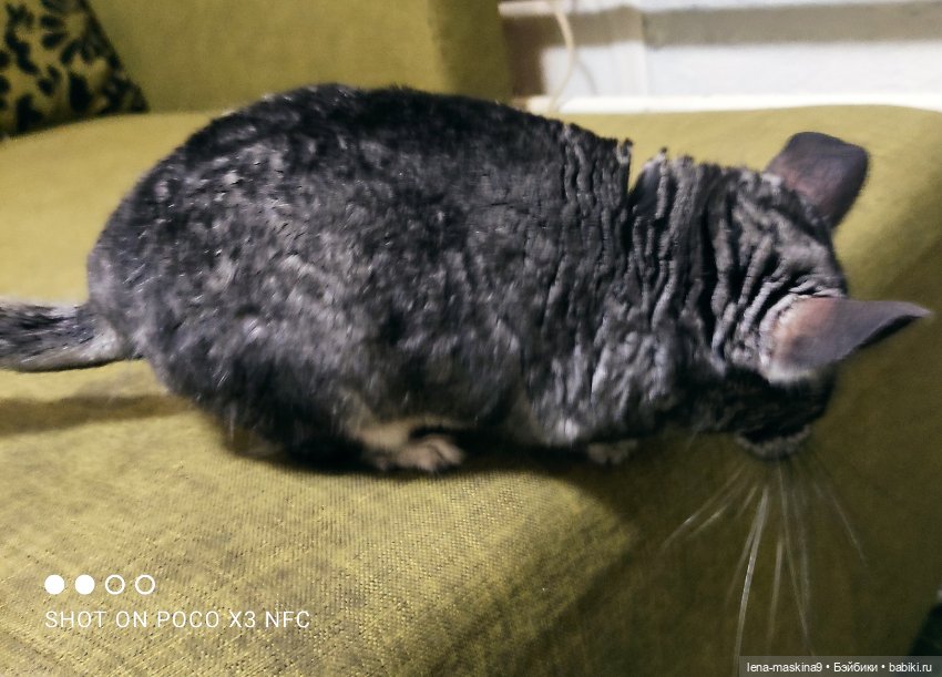 Продолжение поездки Вишеньки ,в город Чехов