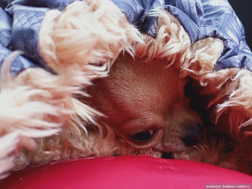 Тимон и Пумба празднуют Сочельник (фото 4)