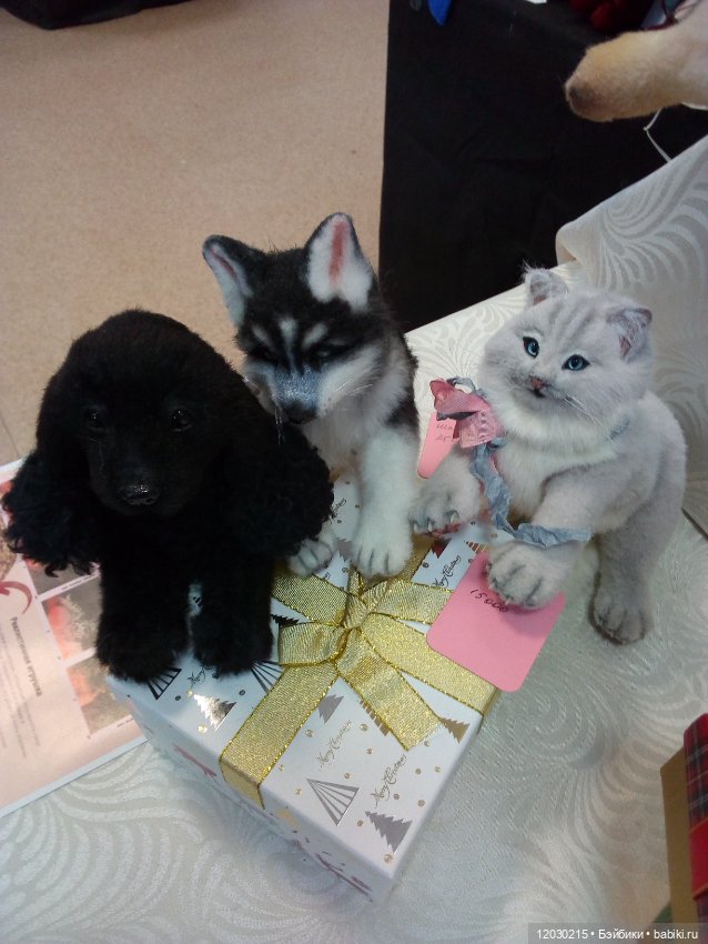 Поход на выставку кукол в Воронеже