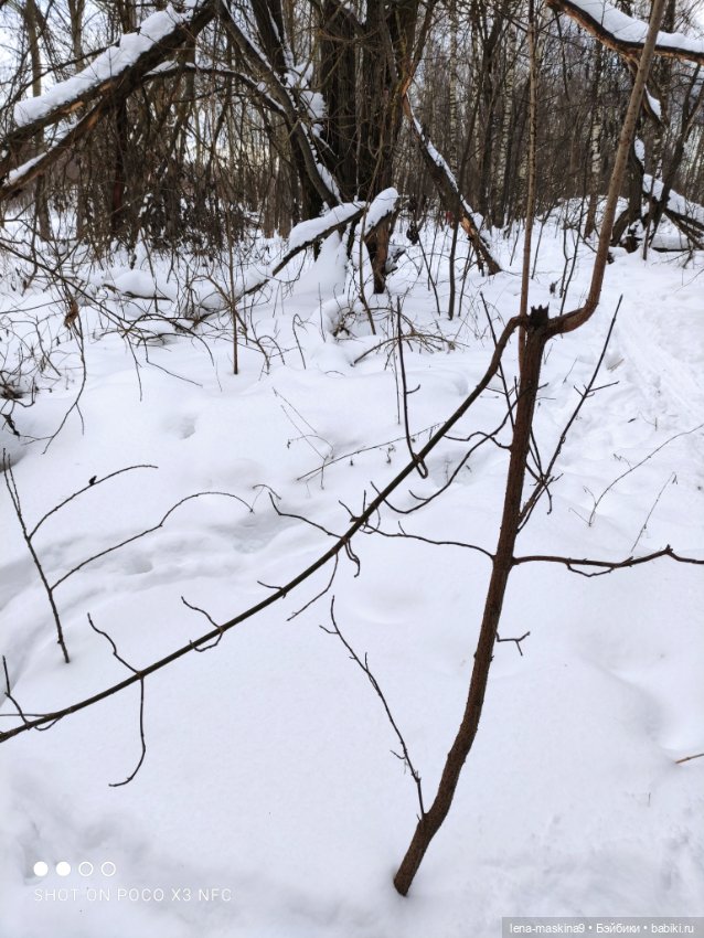 Лес, вороны Клара, Клавдия и их бабушка Евдокия