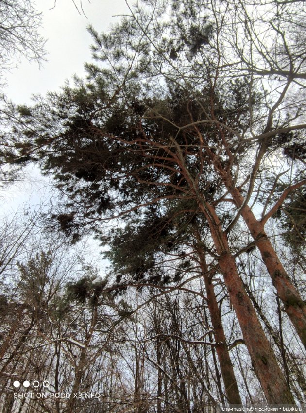 Лес, вороны Клара, Клавдия и их бабушка Евдокия